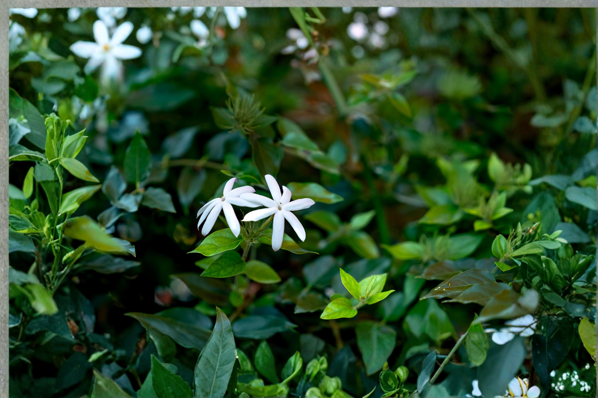 Night Blooming Jasmine Live Plant, Rooted Starter, Cestrum nocturnum, Fragrant Flowering Shrub for Garden & Container