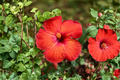 Red Hibiscus Live Plant – 4-Inch Pot, Tropical Flowering Shrub, Hibiscus rosa-sinensis, Vibrant Red Blooms, Container & Patio Gardening