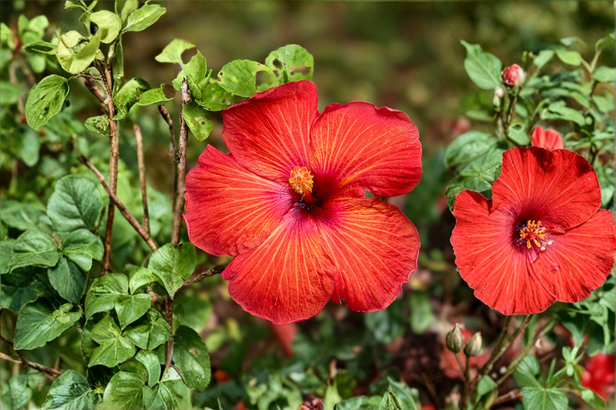 Red Hibiscus Live Plant – 4-Inch Pot, Tropical Flowering Shrub, Hibiscus rosa-sinensis, Vibrant Red Blooms, Container & Patio Gardening
