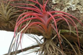 5 Ionantha Fuego Red Air Plants Set – Live Tillandsia ionantha 'Fuego' Low Maintenance Indoor Plants for Decor