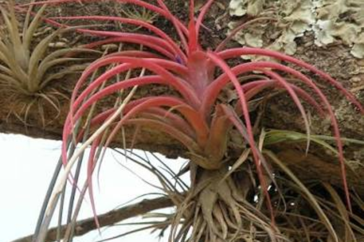 5 Ionantha Fuego Red Air Plants Set – Live Tillandsia ionantha 'Fuego' Low Maintenance Indoor Plants for Decor