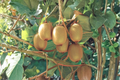 Hayward Female Kiwi Vine Live Plant - 1 Gallon Pot, Fuzzy Kiwi, Actinidia deliciosa, Climbing Fruit Vine, Ready to Grow