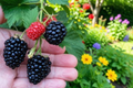 Triple Crown Blackberry Plants Set of 4 – Thornless Fruit Bushes, Live Starter Plants, Rubus spp., Summer Harvest