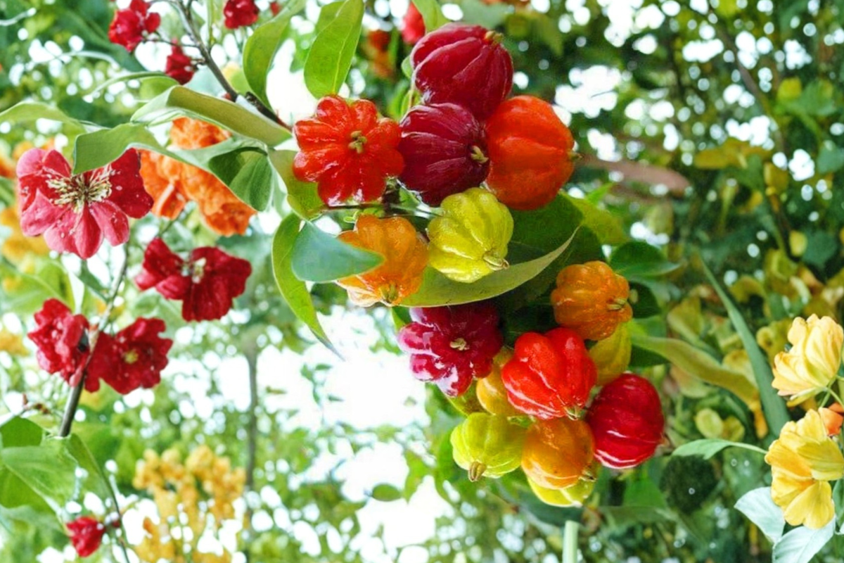 Surinam Cherry Tree Live Plant – Compact 2ft Eugenia uniflora Tropical Fruit Tree for Garden or Container