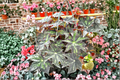 Begonia U578 Live Plant, Rare Rex Begonia, Indoor Houseplant, 4-Inch Pot, Tropical Foliage, Variegated, Collector Plant