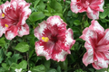 White Red Giant Hibiscus Seeds – Tropical Flower Seeds for Indoor & Outdoor Garden, Hibiscus rosa-sinensis, Pack of 3