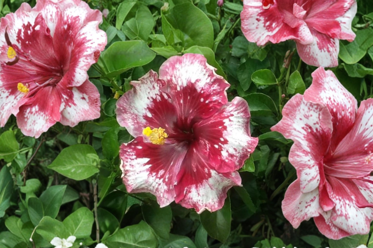 White Red Giant Hibiscus Seeds – Tropical Flower Seeds for Indoor & Outdoor Garden, Hibiscus rosa-sinensis, Pack of 3