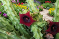Red Dragon Huernia Live Rooted Succulent Plant in 3 Inch Pot – Huernia schneideriana, Ornamental Indoor Succulent, Star-Shaped Red Flowers