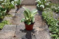Philodendron Evian Live Plant – Rare Tropical Indoor Houseplant, Rooted Starter, Green Foliage, Easy Care, Decorative Indoor Plant