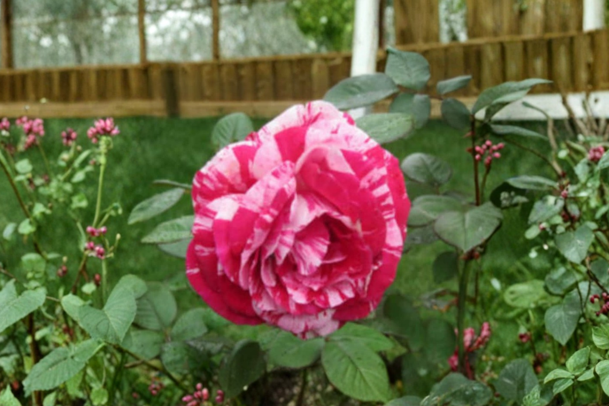 Pink Dragon Rose Seeds – 30 Fragrant Ornamental Rose Seeds for Garden Planting, Rosa Hybrid