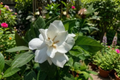 Summer Snow Gardenia Live Starter Plant, White Flowers, Evergreen Shrub, Gardenia jasminoides, Rooted Plug Plant