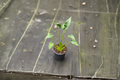 Alocasia Tiny Dancer Live Plant – 4 Inch Rooted Tropical Houseplant with Unique Curved Stems & Elephant Ear Foliage