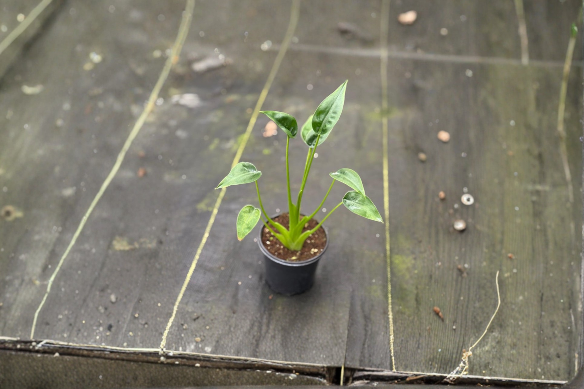 Alocasia Tiny Dancer Live Plant – 4 Inch Rooted Tropical Houseplant with Unique Curved Stems & Elephant Ear Foliage