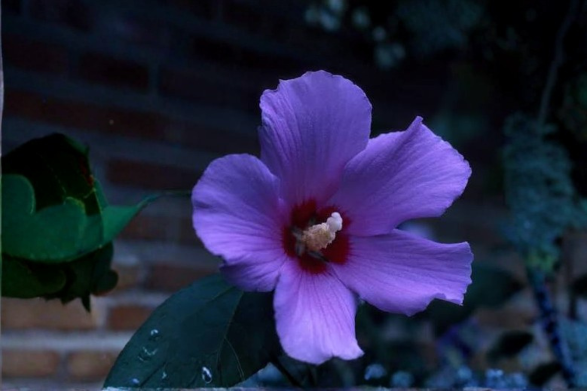 Rose of Sharon Hibiscus Live Rooted Plants – Starter Shrubs, Hibiscus syriacus, Ornamental Flowering Shrubs, Pollinator Garden