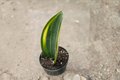 Variegated Whale Fin Snake Plant Live Plant in 4-Inch Pot, Dracaena masoniana, Indoor Foliage, Easy Care Tropical Houseplant