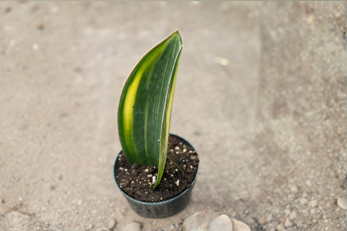 Variegated Whale Fin Snake Plant Live Plant in 4-Inch Pot, Dracaena masoniana, Indoor Foliage, Easy Care Tropical Houseplant