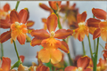 Oncidium Gower Ramsey 'Orange Delight' Live Orchid Plant in 2-Inch Pot, Bright Orange Flowers, Indoor Houseplant, Orchid Collection