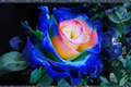 Rare English Blue Yellow Rose Seeds – Bi-Color Ornamental Flower Seeds for Garden, Landscaping, and Borders