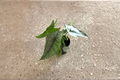 Alocasia Dragons Breathe Live Plant | 4-Inch Pot | Rare Tropical Foliage | Indoor Houseplant | Alocasia Hybrid