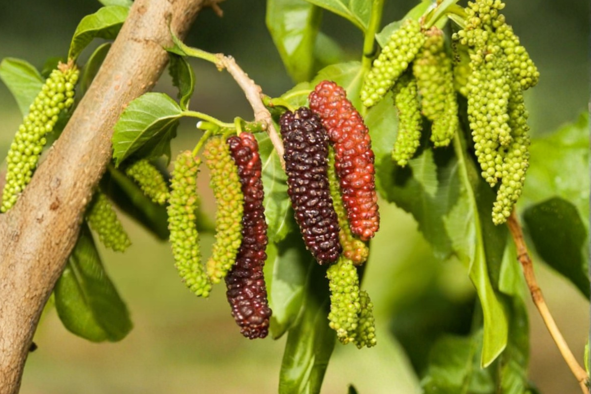 Pakistan Mulberry Tree Live Plant – 1 Gallon Potted Morus macroura, 2ft Tall Fruit Tree for Garden, Orchard & Landscape