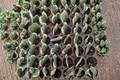 Variegated Heart Hoya Plant | 2 Inch Pot | Hoya kerrii ‘Variegata’ | Indoor Houseplant, Tropical, Beginner Friendly