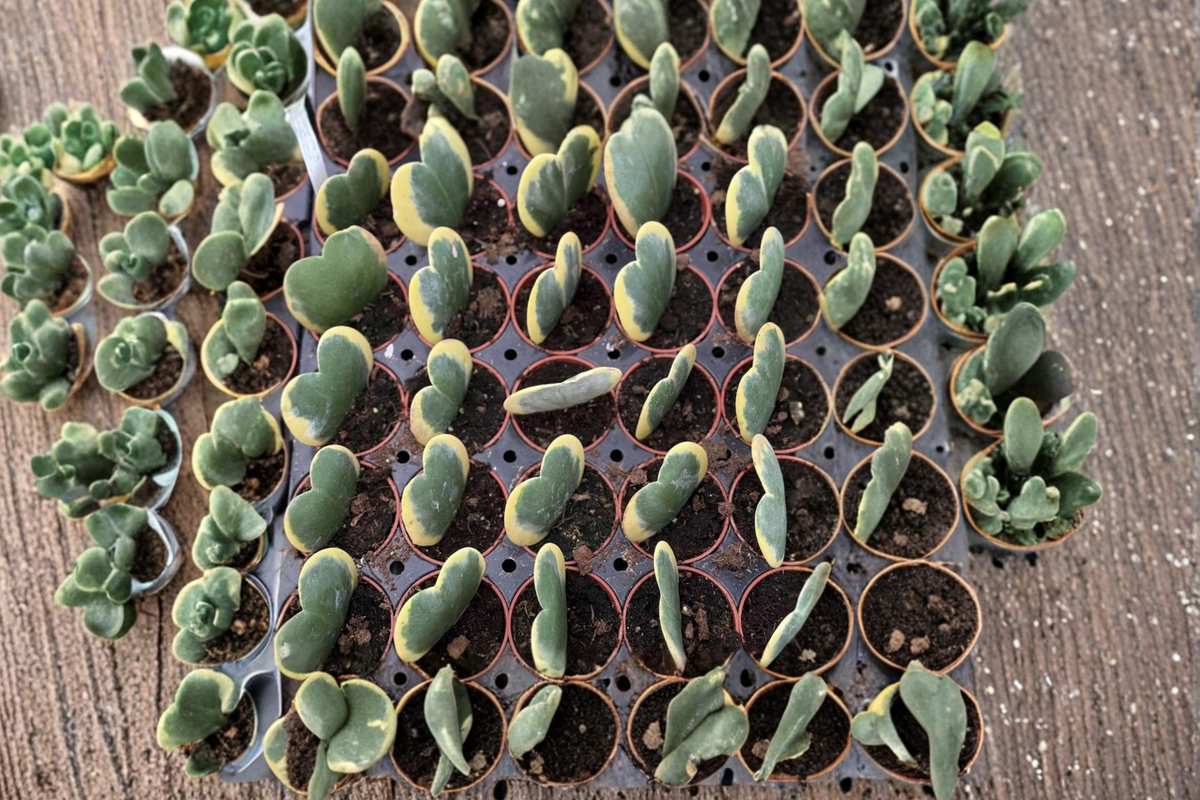 Variegated Heart Hoya Plant | 2 Inch Pot | Hoya kerrii ‘Variegata’ | Indoor Houseplant, Tropical, Beginner Friendly