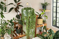 String of Pearls Live Plant in 4-Inch Pot, Curio rowleyanus Trailing Succulent, Hanging Houseplant, Indoor Plant Collection