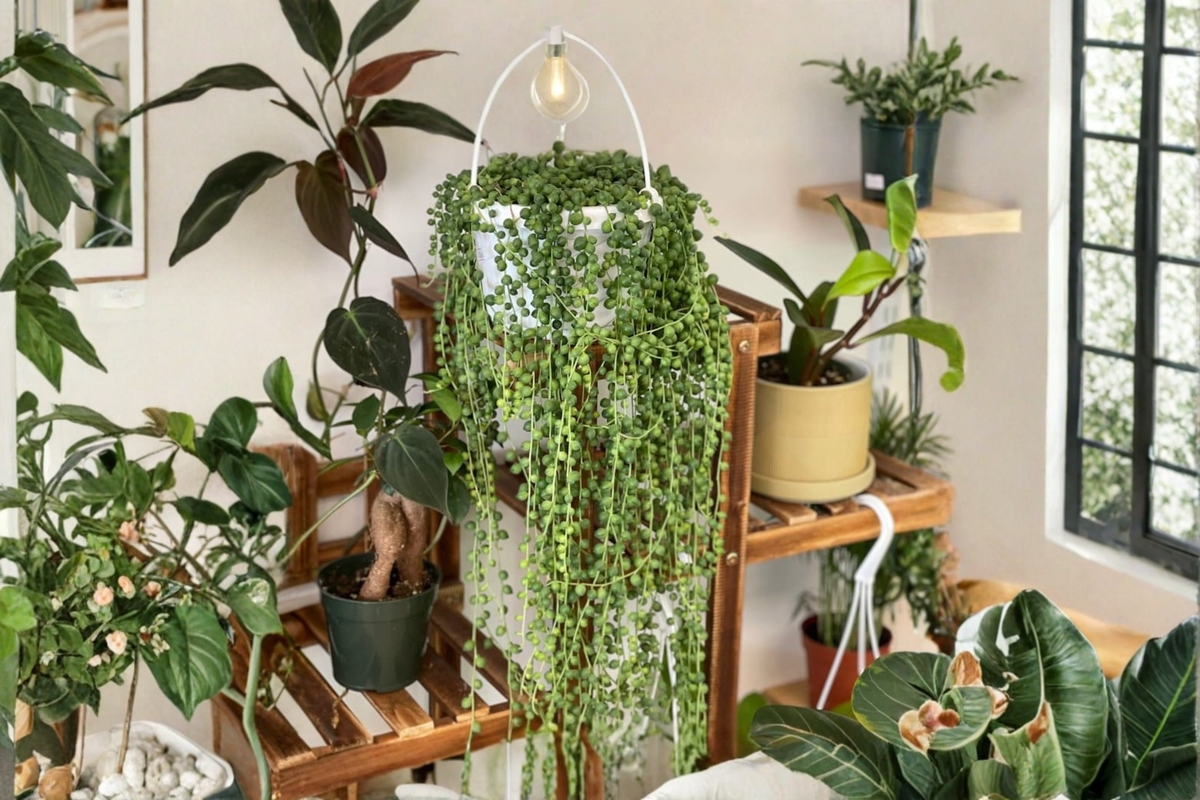 String of Pearls Live Plant in 4-Inch Pot, Curio rowleyanus Trailing Succulent, Hanging Houseplant, Indoor Plant Collection