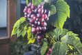 Black Southland Muscadine Grape Vine 2-Gallon Live Plant, Fruit Producing Climbing Vine for Garden Trellis