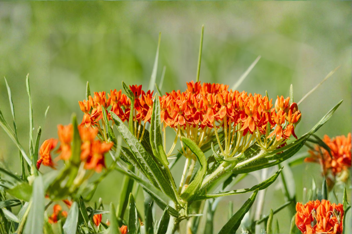 Asclepias Tuberosa Butterfly Weed Live Plants – 1 Qt Pots, Native Perennial with Bright Orange Flowers, Full Sun, Zone 3-9