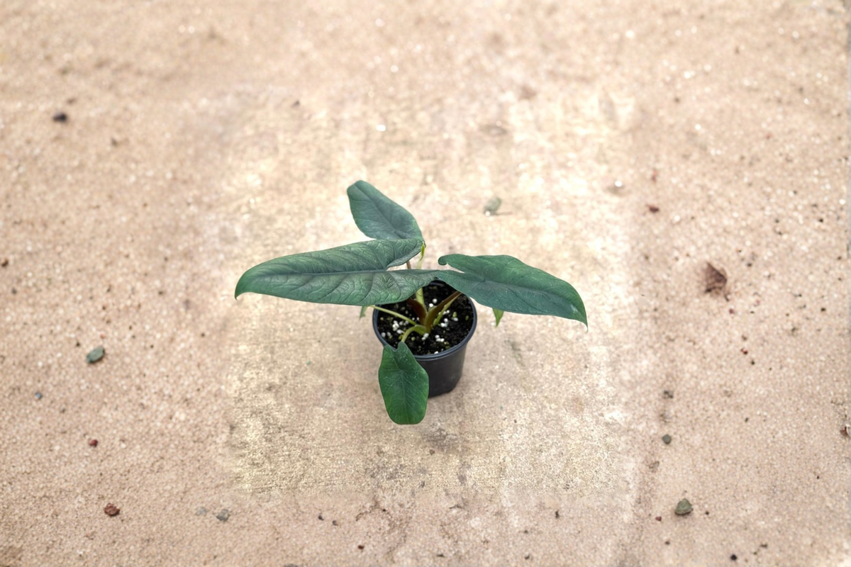 Alocasia Scalprum Live Plant – 4-Inch Pot, Rare Indoor Houseplant, Textured Foliage, Rooted Starter, Tropical Decorative Plant