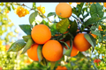 Rare Dwarf Orange Tree Seeds, Citrus sinensis, Compact Indoor Outdoor Fruit Tree, 10 Seeds