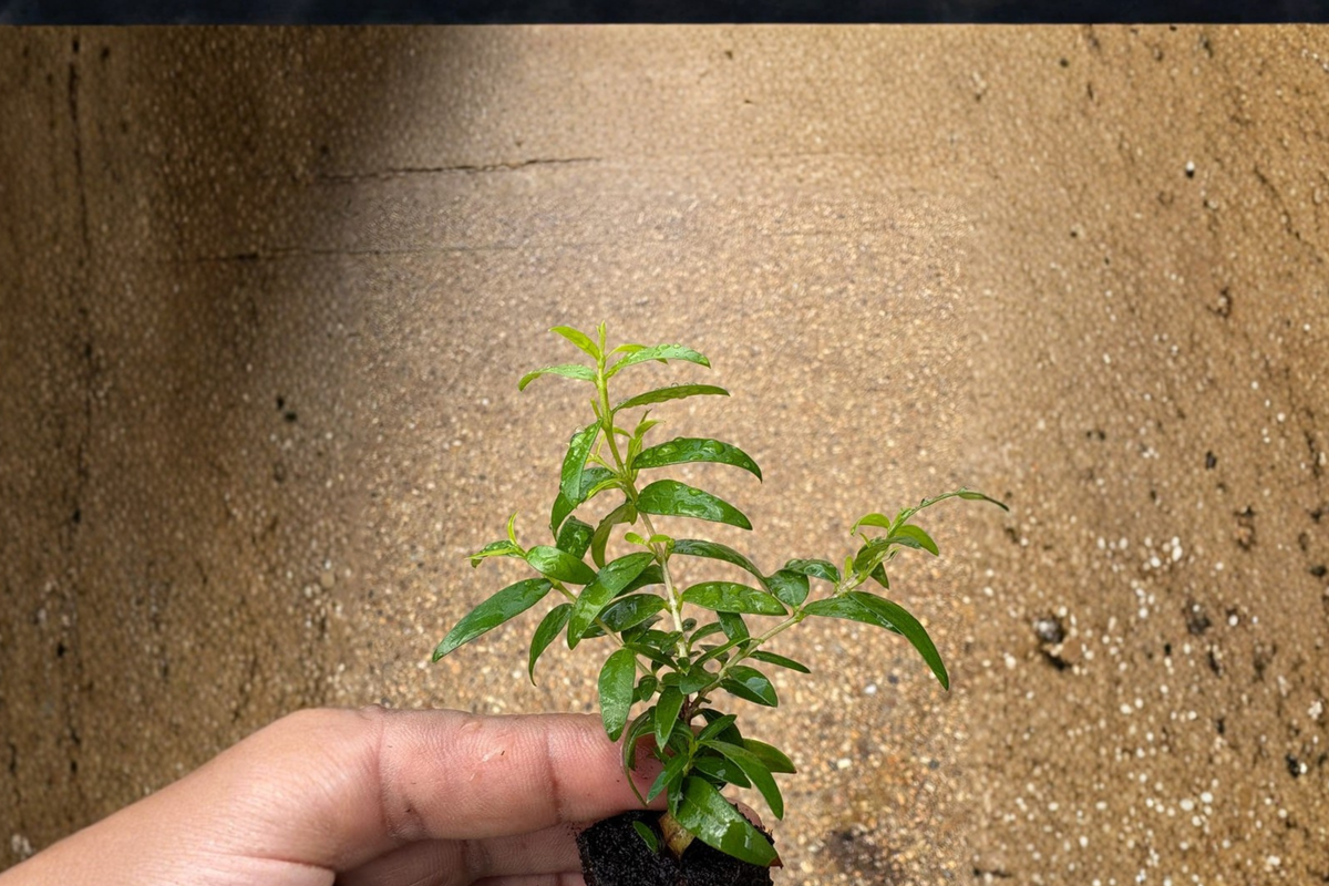 Green Myrtle Live Plant, Evergreen Shrub with White Flowers, Myrtus Communis, Garden & Container Plant