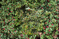 Mrs Santa American Holly Live Plant Quart Pot Evergreen Shrub Ilex opaca ‘Mrs. Santa’ with Red Berries