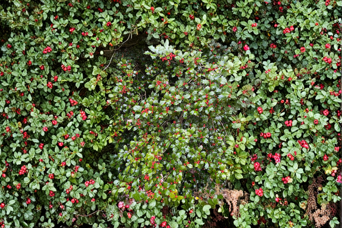 Mrs Santa American Holly Live Plant Quart Pot Evergreen Shrub Ilex opaca ‘Mrs. Santa’ with Red Berries