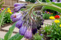 Russian Comfrey Live Root Crowns 2.5 lbs Bocking 4 Symphytum × uplandicum for Gardens & Permaculture