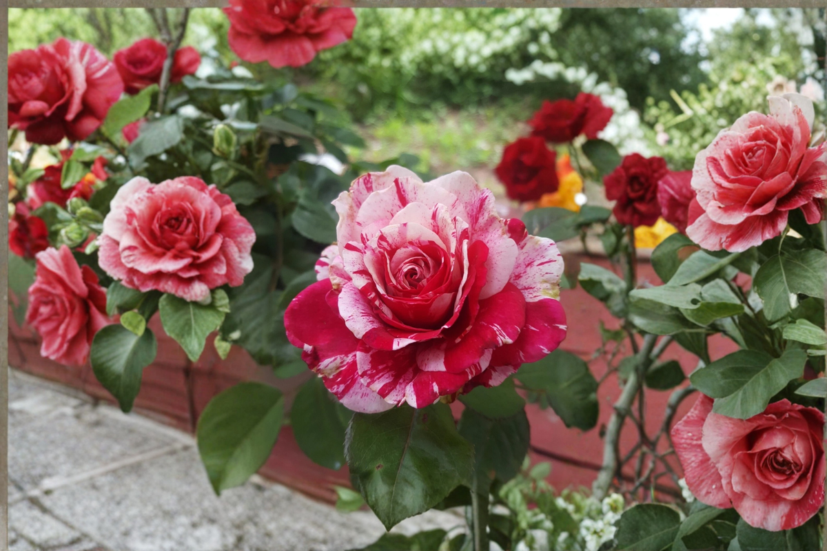 Scentimental Rose Bush 3 Gallon Live Plant – Floribunda Rose, Red White Double Bloom Garden Shrub
