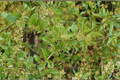 Lemon Zest Japanese Cornel Dogwood Live Plant 1 Gallon – Cornus officinalis Flowering Shrub for Garden Landscaping