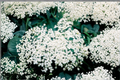 Elderberry Live Plant 1 Gallon Pot Sambucus canadensis Fruiting Shrub for Edible Gardens and Landscaping