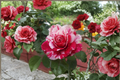 Scentimental Floribunda Rose 1 Gal Live Plant Red White Striped Double Blooms Garden Shrub Outdoor Rose
