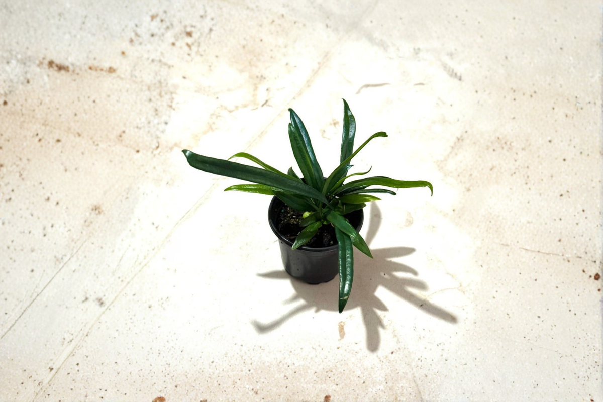 Blue Oil Fern Live Plant - Microsorum thailandicum - Rare Tropical Indoor Fern with Blue-Green Metallic Foliage