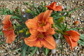 Daylily ‘Leebea Orange Crush’ Bare Root Plants – Bright Orange Summer Perennial Hemerocallis Flowers