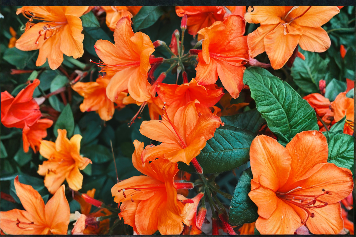 Fireball Deciduous Azalea Starter Plant – Rhododendron 'Fireball' Live Shrub for Shade Gardens and Landscape Borders