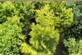 Golden Fastigiata Hinoki Cypress Live Plant, 4-Inch Pot, Narrow Evergreen Conifer, Chamaecyparis obtusa