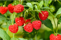 Heritage Raspberry Live Plant 1 Gallon – Rubus idaeus ‘Heritage’ Red Berry Cane for Garden, Edible Fruit, Full Sun
