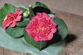 Japanese Camellia ‘Maidens of Great Promise’ 3 Gallon Pink Evergreen Flowering Shrub Camellia japonica
