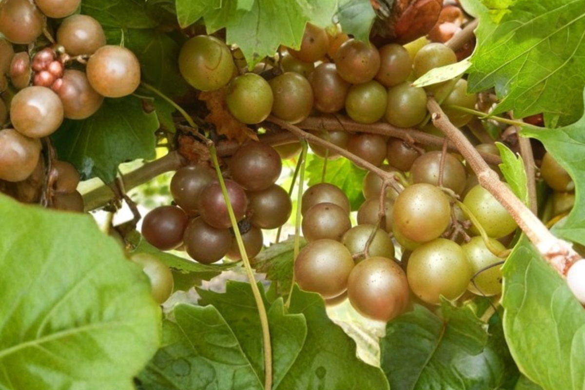 Bronze Higgins Muscadine Grape Vine Live Plant, 2-Gallon Container, Climbing Fruit Vine, Vitis rotundifolia, Full Sun, Garden Vineyard