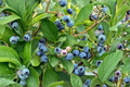 Blueberry Bush Live Plant – Climax Rabbiteye Variety, 1–3 ft, Light Blue Berries, Vaccinium ashei, Full Sun Outdoor Garden