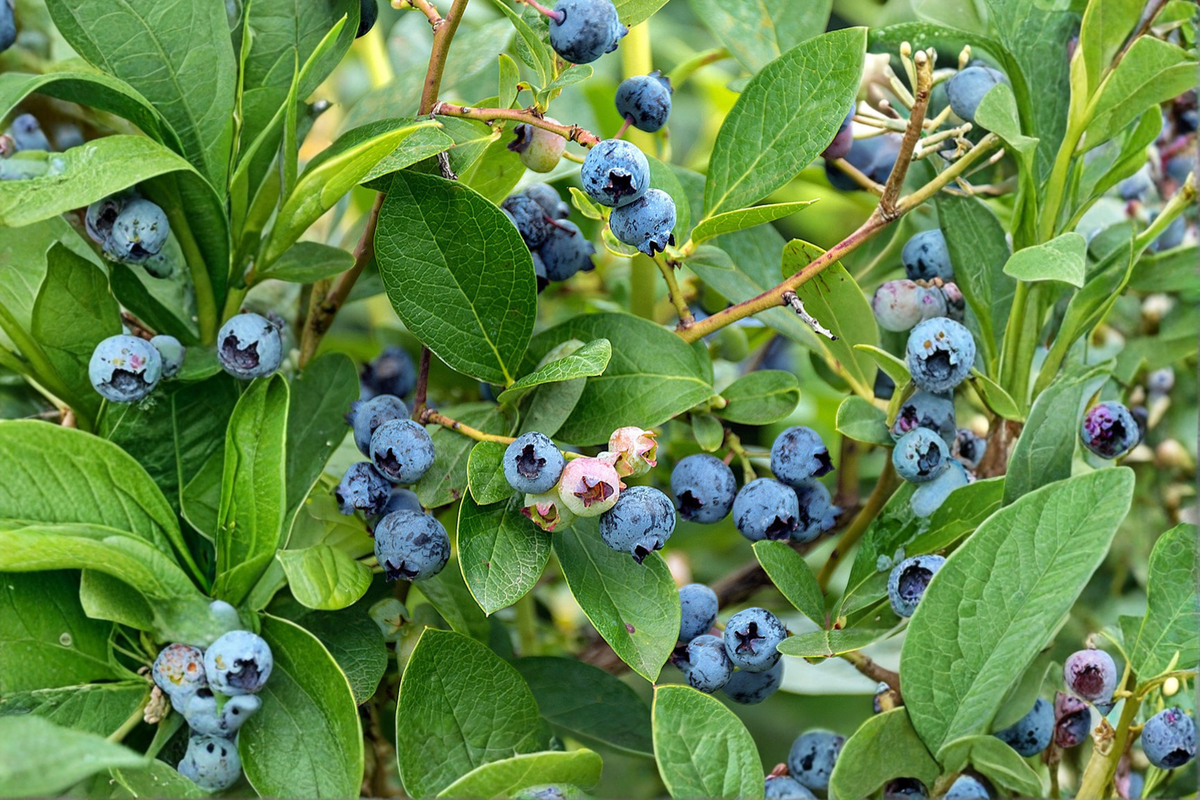 Blueberry Bush Live Plant – Climax Rabbiteye Variety, 1–3 ft, Light Blue Berries, Vaccinium ashei, Full Sun Outdoor Garden