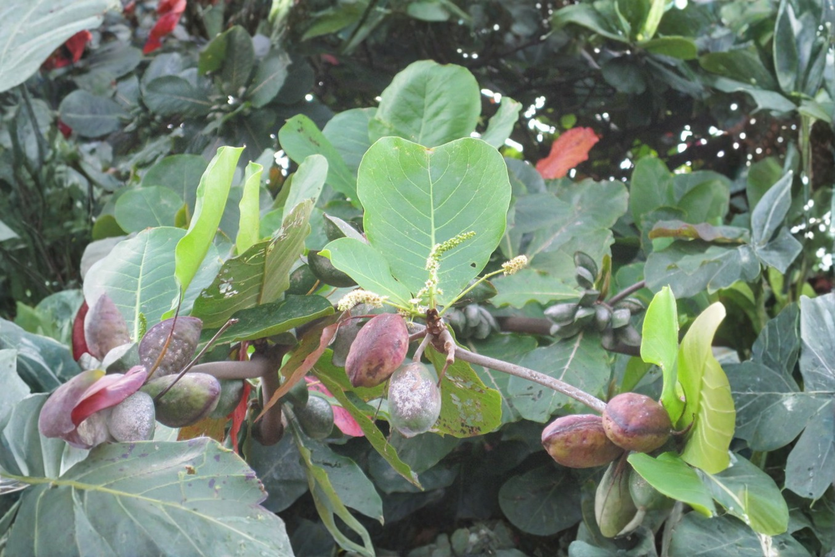 Tropical Almond Live Plant 7–12 Inches Tall Terminalia catappa Ornamental Shade Tree, Tropical Landscape